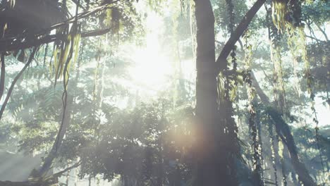 selva lluviosa brumosa en la niebla