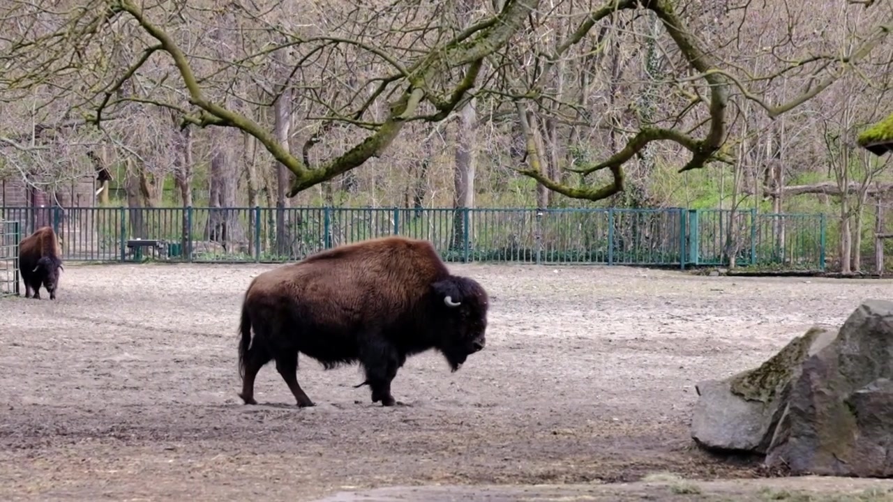 Großer Bisonbulle in einem Gehege im Berliner Zoo.