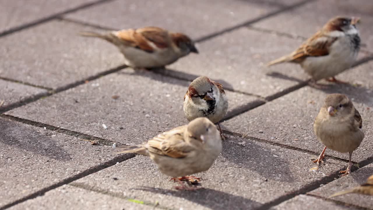 A group of sparrows interact on a sunlit pavement, showcasing natural behavior and social dynamics in a serene outdoor setting