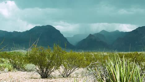 big bend national park (panning shot): the texas desert skyline reveals dark clouds over rugged mountains, steady rain falling, and cacti swaying in the wind, showcasing nature's dramatic beauty.