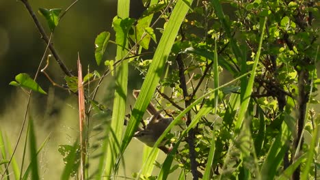 cenicienta prinia buscando comida uhd mp4 4k