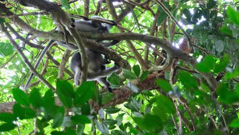 two individuals seen from under as one scratches itself, spectacled leaf monkey trachypithecus obscurus, thailand