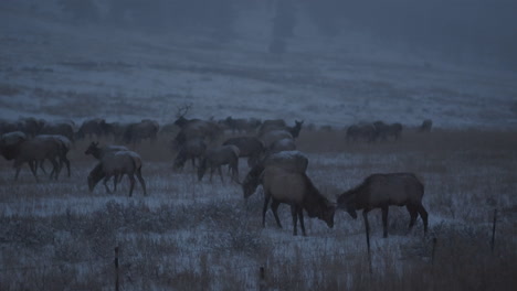 elk in a snowy winter landscape
