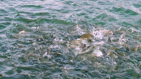 los peces vienen a pedir comida con grandes bocas abiertas al borde de la piscina