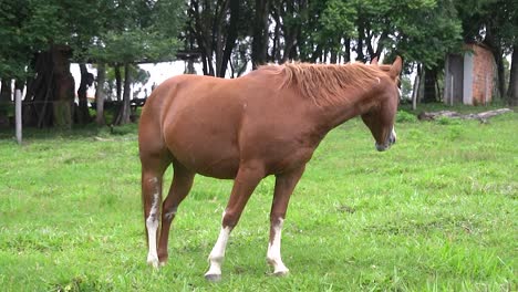 Un-Caballo-En-Campo-Abierto-Comiendo-Hierba-Durante-El-Verano-En-Brasil