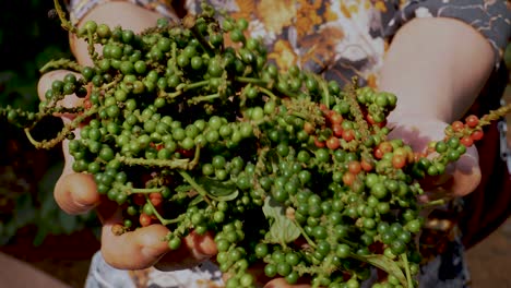 Freshly-harvested-peppercorns-in-the-hands-of-a-person,-detail-close-up