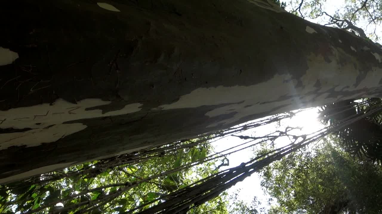 tiro vertical de tronco de árbol alto con plantas de liana en el bosque, con luz solar en el fondo