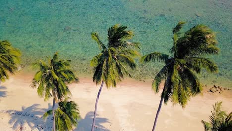 Tropical-sand-beach-with-palm-trees-in-sunset,-sunrise,-aerial-dolly-shot-flying-through-the-trunks,-wild-pristine-beach-in-Hawaii