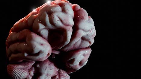human brain model with detailed blood vessels and realistic texture on black background. scientific anatomical visualization. artificial intelligence, neuroscience, and medical concept, wallpaper