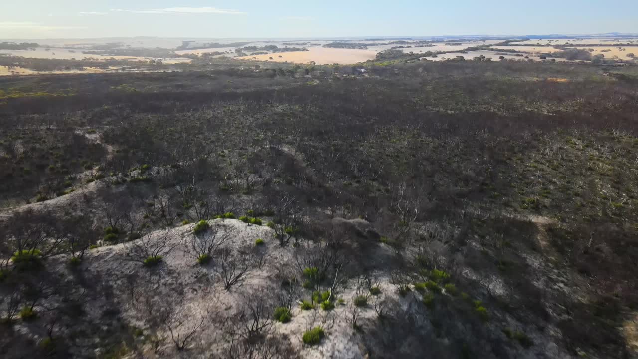 rebrote después de incendios forestales australia, isla canguro