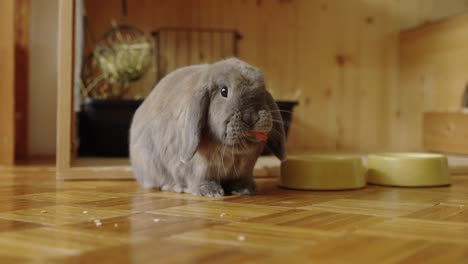 conejo comiendo una rebanada de zanahoria, no puede esperar a otra rebanada, vista frontal en uhd