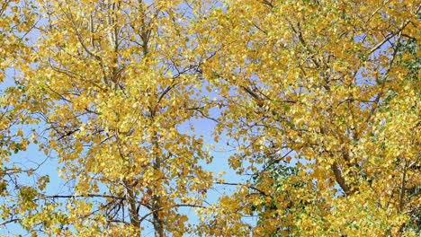 Hermosas-Hojas-Amarillas-De-Otoño-En-Bozeman-Montana