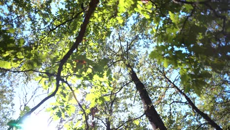 ramas de árboles y hojas filmadas desde diferentes puntos de vista con el siguiente movimiento