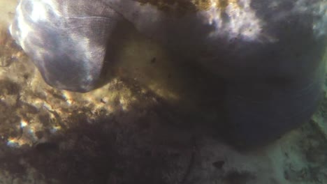 mamá de manatí submarino gopro 4k - niño en el río weeki wachee en florida, estados unidos, nadando a lo largo de los gigantes domesticados