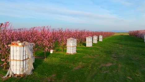 fire pots use for protection on apricot flowers in the orchard farm