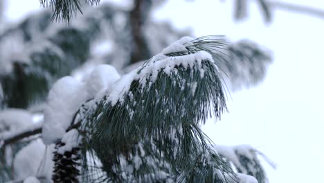 Cerca-De-Una-Rama-De-Agujas-De-Pino-Cubierta-De-Nieve-Con-Un-Fondo-Bokeh