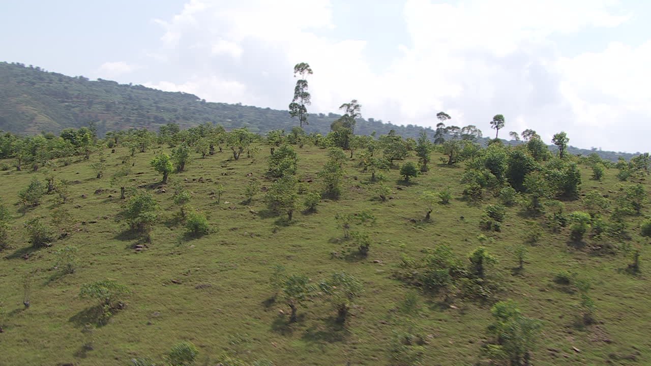 weird super tall trees inbetween small trees on furtile ground in Africa