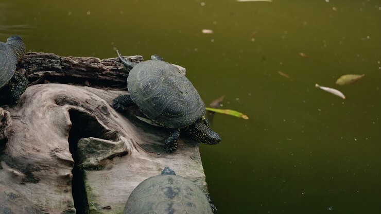 Turtles in a Pond