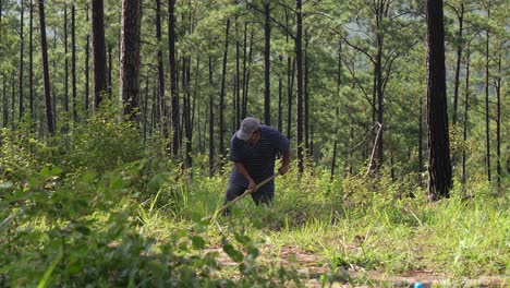 man working in the forest to plant a tree