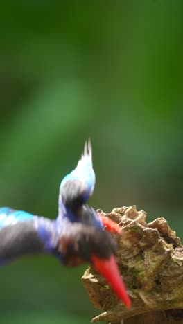 stork-billed kingfisher: a vibrant tropical bird