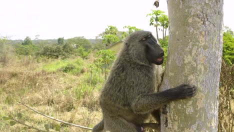 Sedated-Baboon-hangs-onto-tree-as-it-comes-round-after-being-rescued