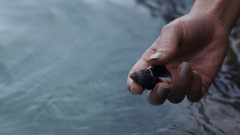 close-up-woman-hands-holding-seashell-taking-shell-out-of-ocean-water