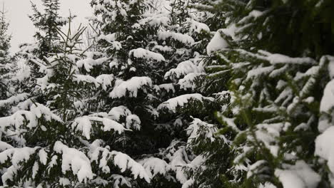 Bosque-Cubierto-De-Nieve