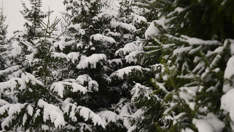 bosque cubierto de nieve