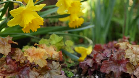 yellow narcissus flower, california usa. daffodil floret springtime bloom, morning forest atmosphere, delicate botanical floral blossom. spring freshness wildflower in wood. seamless loop cinemagraph