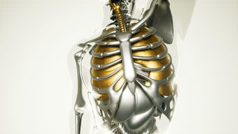 human lungs model with all organs and bones