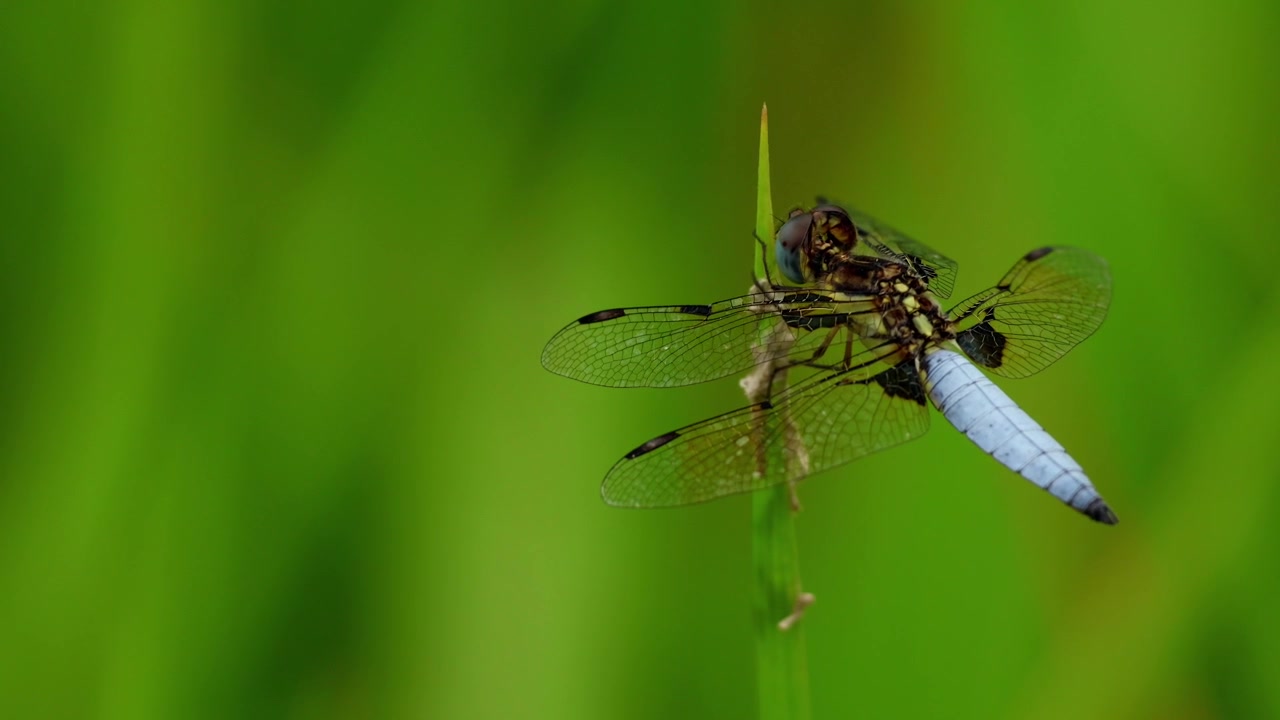 Video naturalistico ravvicinato di un maschio di libellula gialla dalla coda blu (Palpopleura sexmaculata) appollaiato su un filo d'erba che apre ripetutamente le ali nel suo habitat naturale durante la stagione dei monsoni.