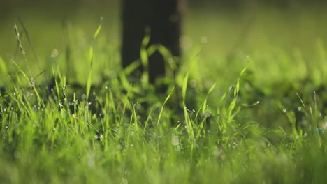 Tiny-drops-of-the-morning-dew-cling-to-the-spiky-blades-of-grass