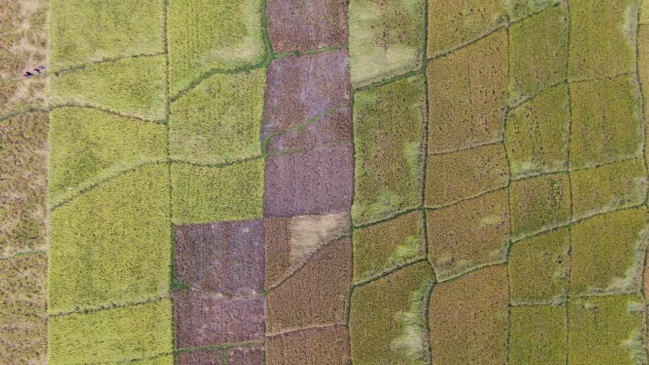 majestuosas formas y colores de los campos de arroz, vista aérea de arriba hacia abajo