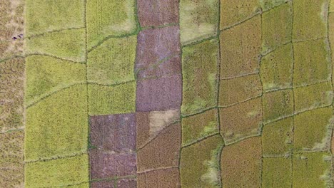 majestic shapes and colors of rice fields, aerial top down descend view