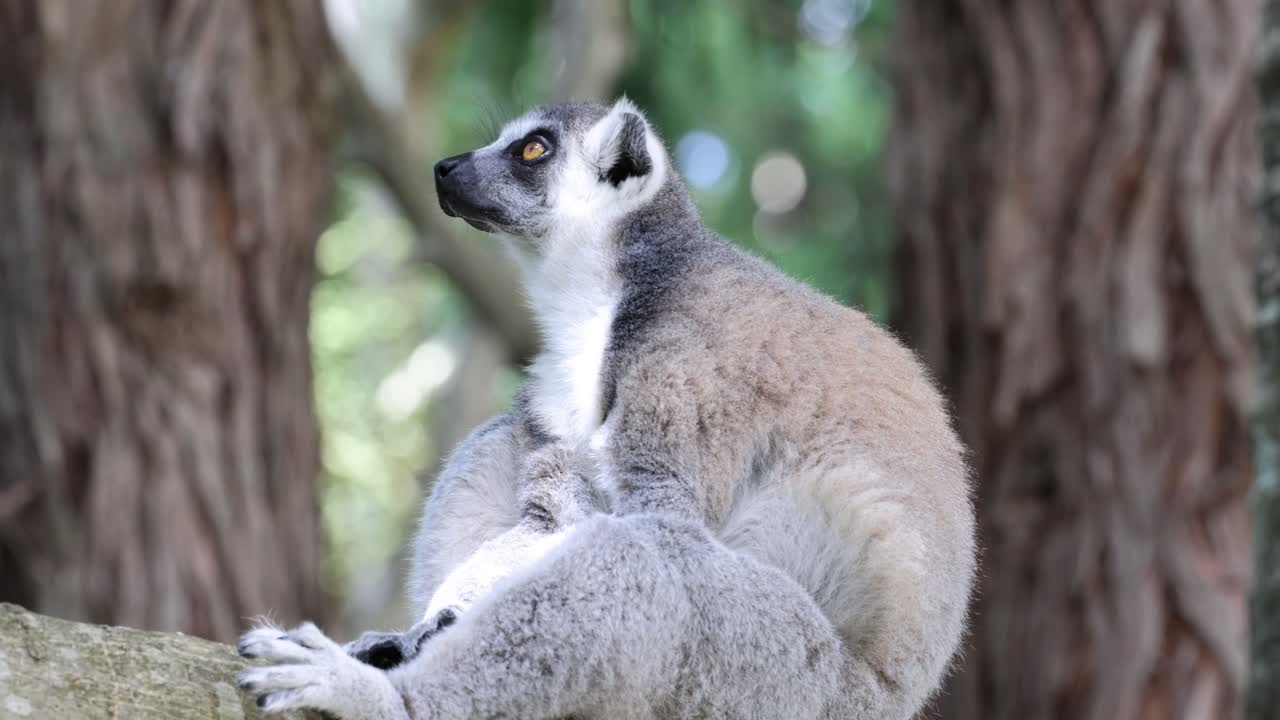 un lémur posado en una rama, explorando el entorno