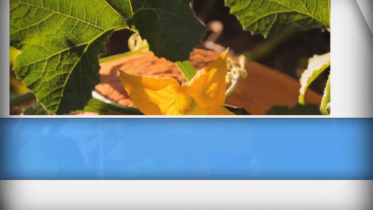 animación de formas azules y blancas en primer plano de la calabaza