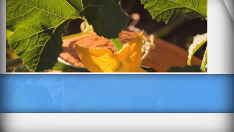 animación de formas azules y blancas en primer plano de la calabaza