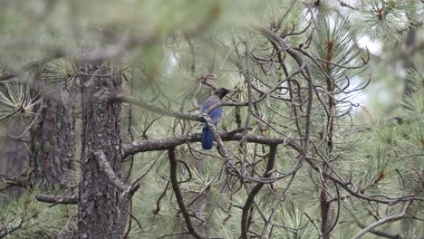 Blue-Jay-Vuela-Lejos-De-Su-Percha-En-Un-Pino-Ponderosa