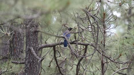 blue jay vuela lejos de su percha en un pino ponderosa