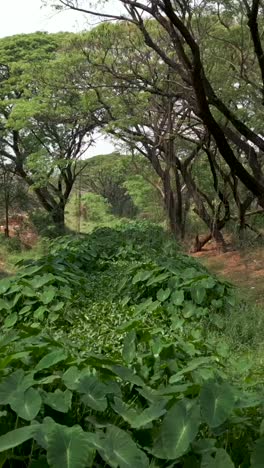 lush green forest path with dense vegetation