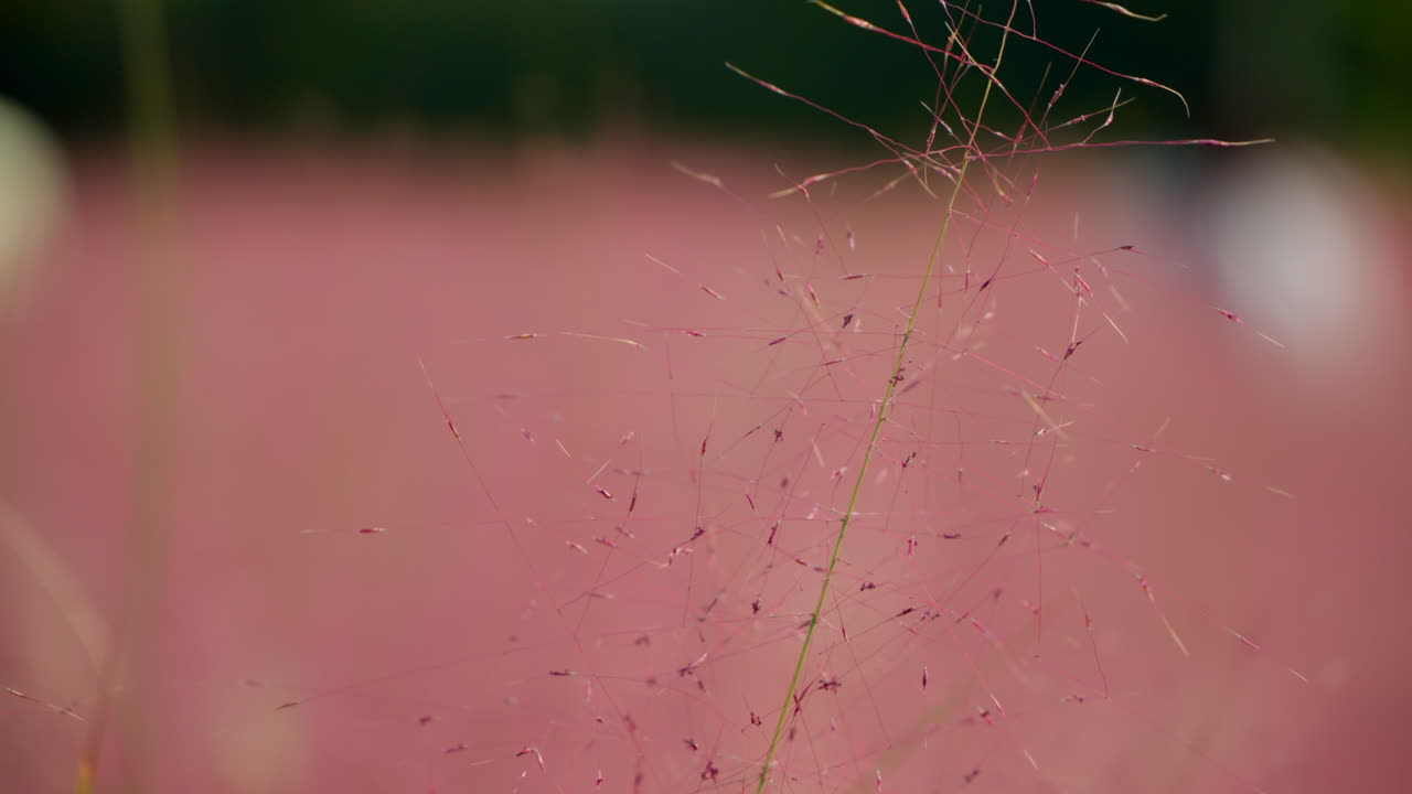 한국 의 포체온 허브 섬 에서 꽃 을 피우고 있는 분홍색 무힐리 풀 의 클로즈업