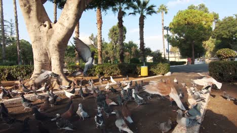 Palomas-Agrupadas-En-El-Suelo-Esperando-Comida-En-El-Centro-De-Los-Jardines-Municipales-De-Limassol-En-Chipre---Plano-Panorámico-Amplio