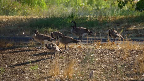 4k footage of canadian geese standing by a bike path