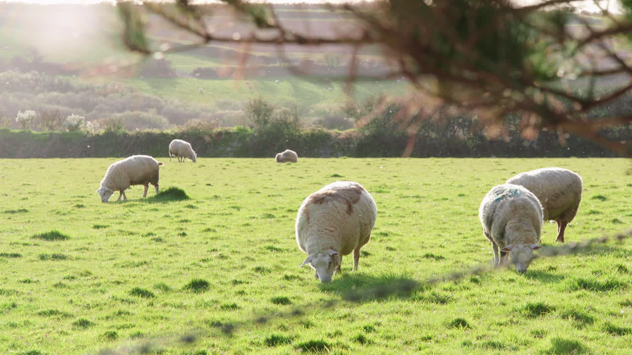 A Group Of Sheep Grazes In A Meadow During Sunset - static, medium shot