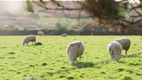 a group of sheep grazes in a meadow during sunset - static, medium shot