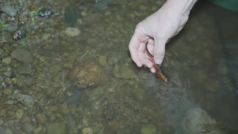 Tritón-De-Vientre-De-Fuego-Japonés-Siendo-Examinado-Investigando,-Tottori-Japón