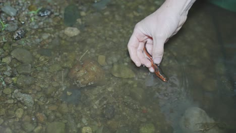 조사를 받고 있는 일본 불배 도롱뇽, 일본 돗토리