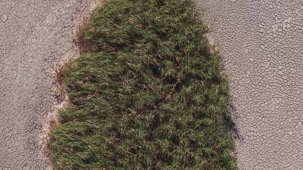 Una chiazza d'erba verde cresce su un terreno gravemente crepato e secco, creando un contrasto sorprendente tra la vegetazione e il suolo colpito dalla siccità.