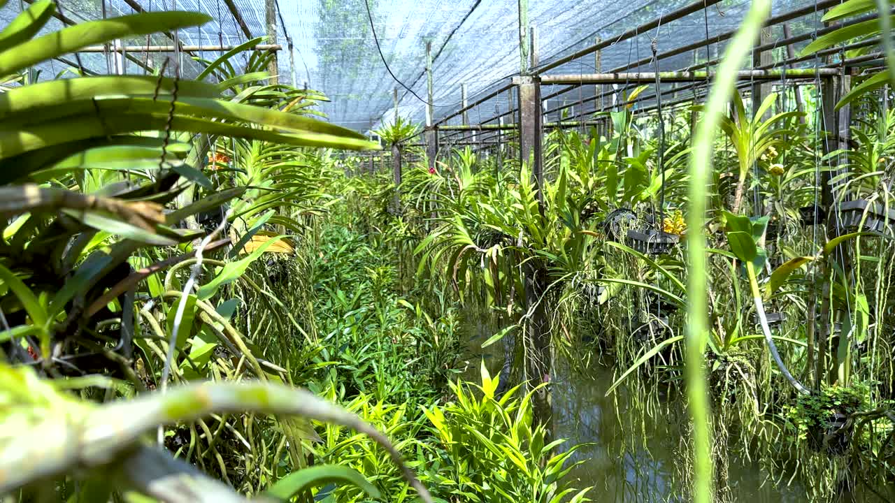 활기찬 온실 환경 에서 울창 한 오키디아