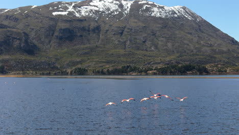 tranquil lake and drone scene following some pink flamingos near the water's edge, patagonia, argentina.
